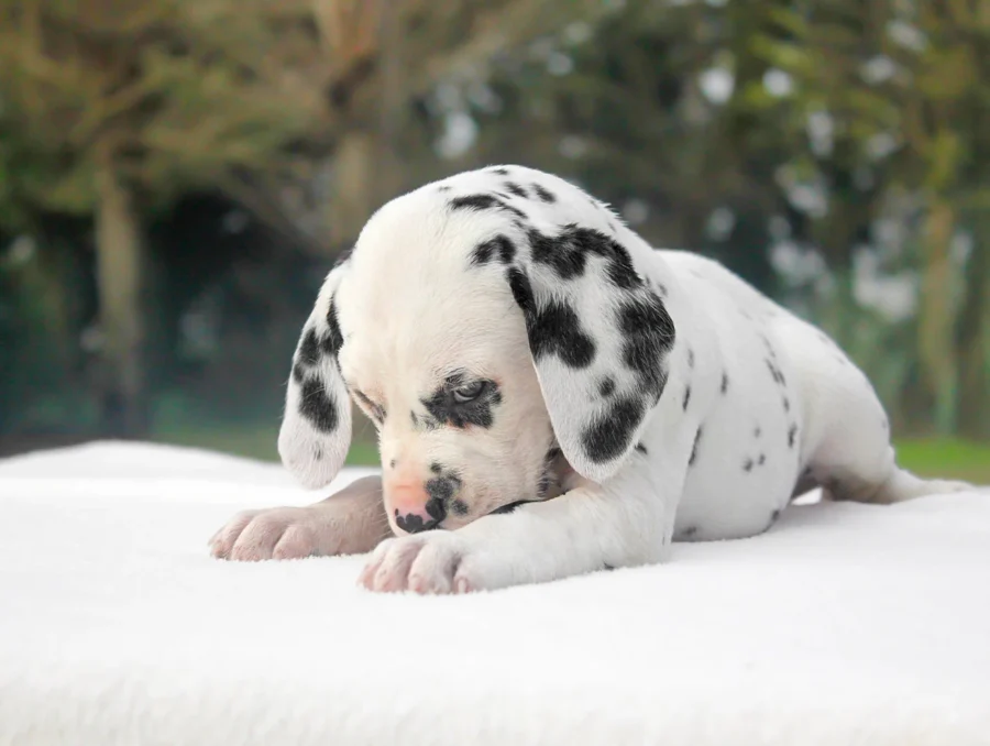 Dalmata Soul7