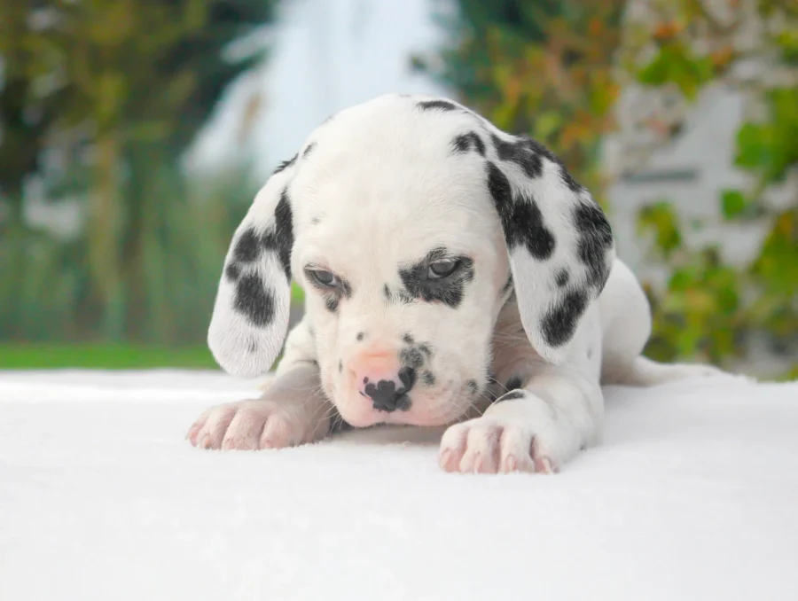 Dalmata Soul8