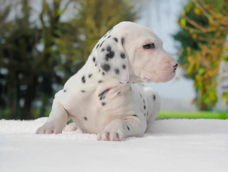 Dalmata Stich7