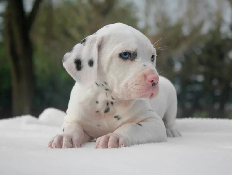 Dalmata Sven8