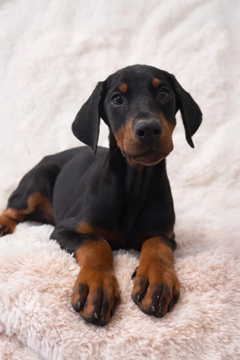 Dobermann Fotocucciooli Arya1