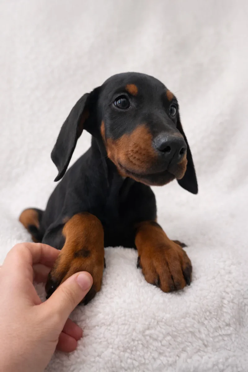 Dobermann Fotocucciooli Brady1