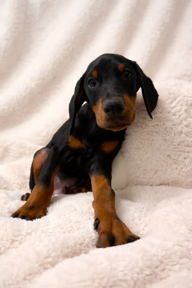 Dobermann Fotocucciooli Kendrik