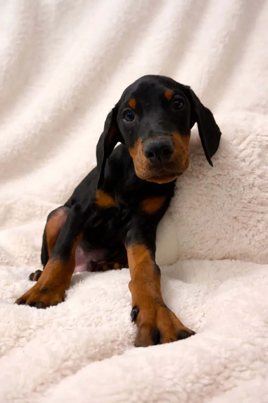 Dobermann Fotocucciooli Kendrik