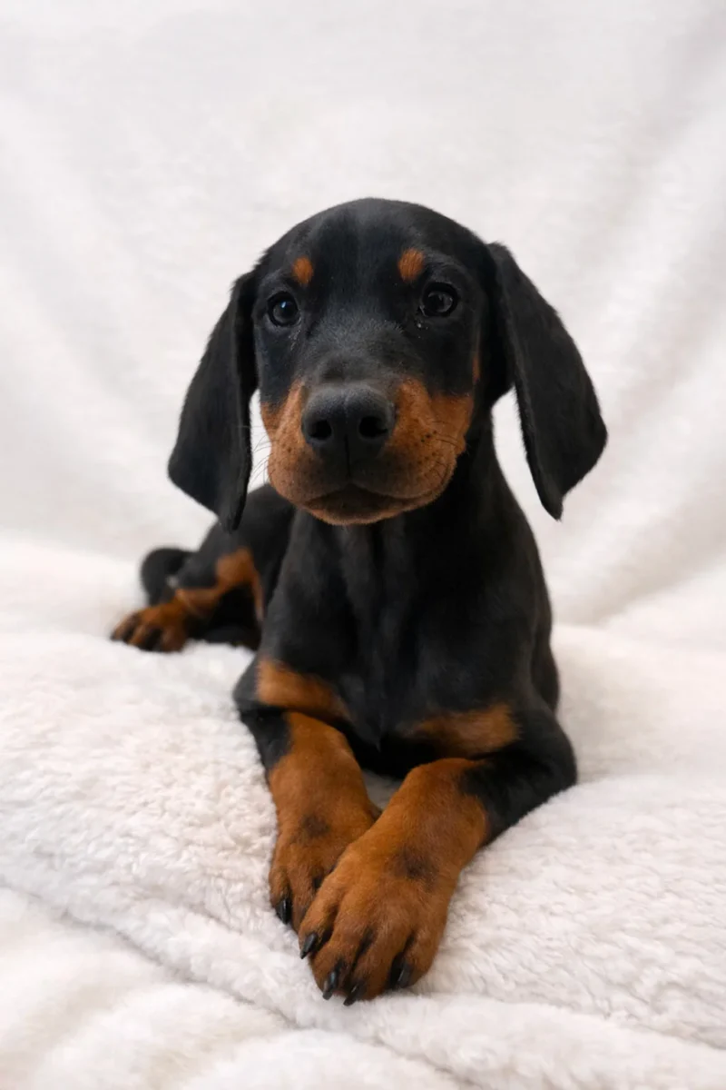Dobermann Fotocucciooli Paco1