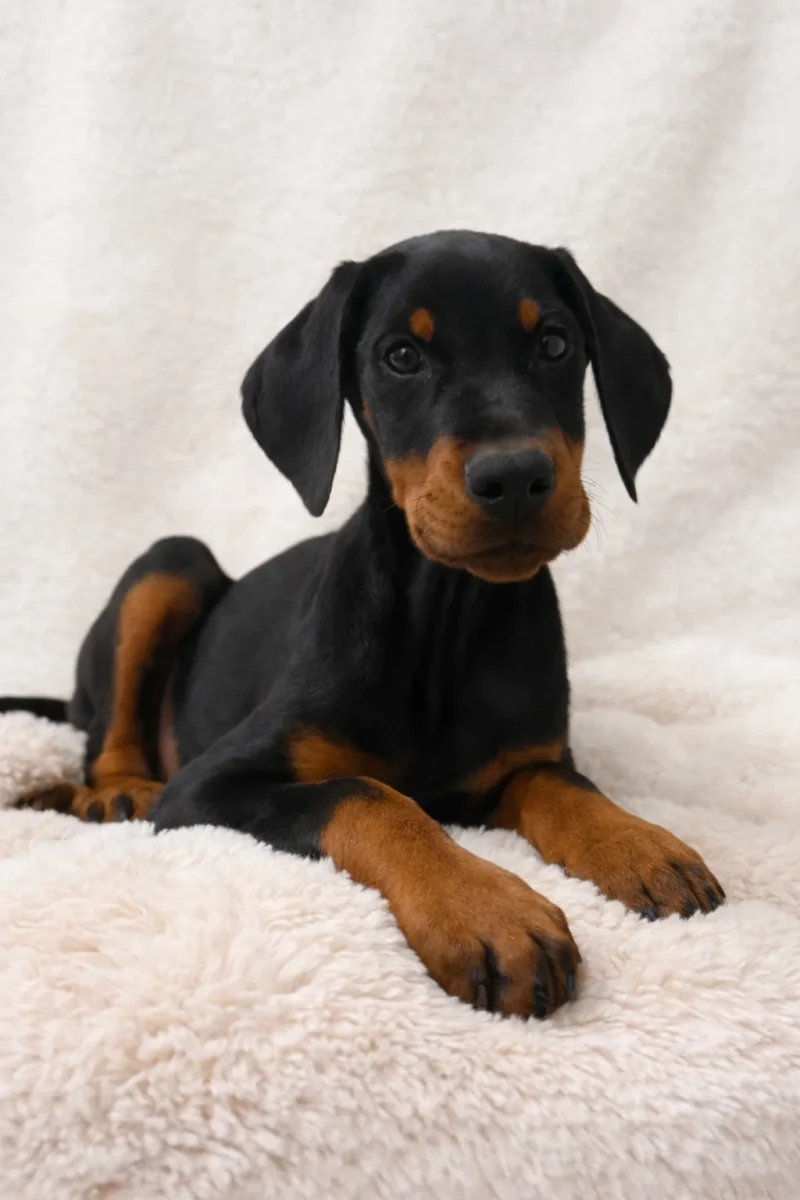 Dobermann Fotocucciooli Rufio4