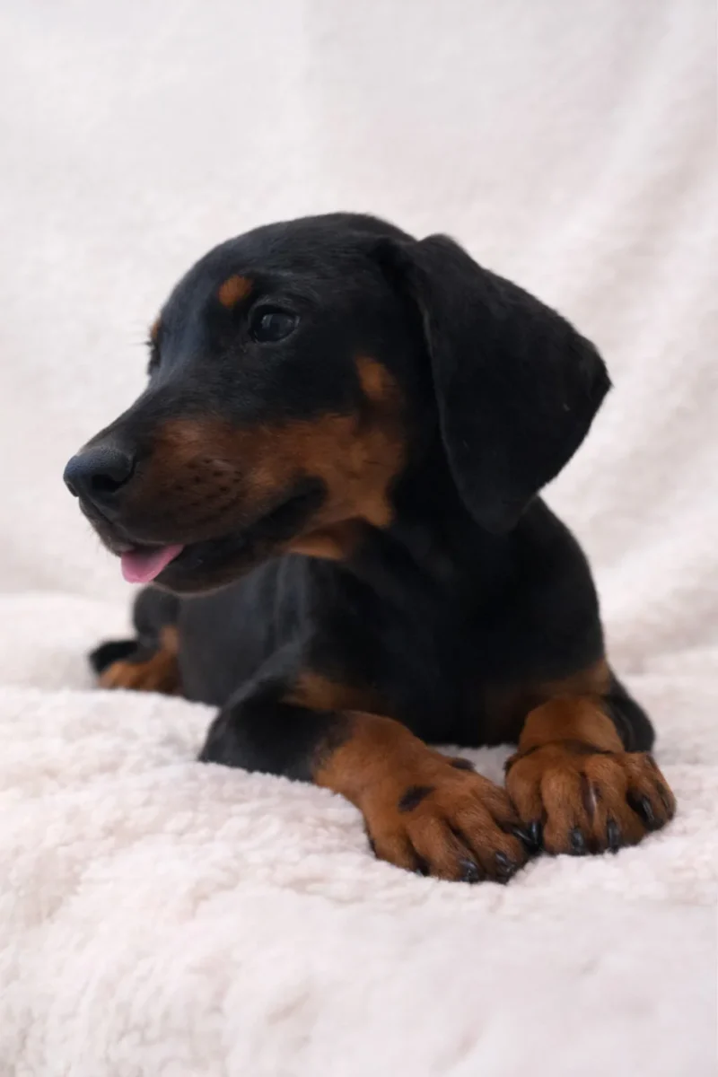 Dobermann Fotocucciooli Zuma1