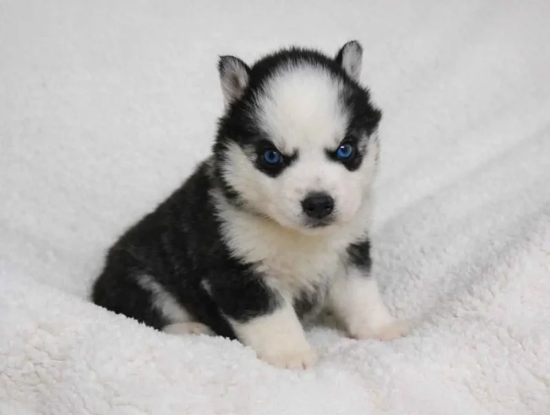 Husky Andora2