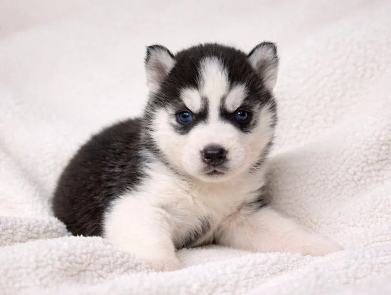 Husky Dylan