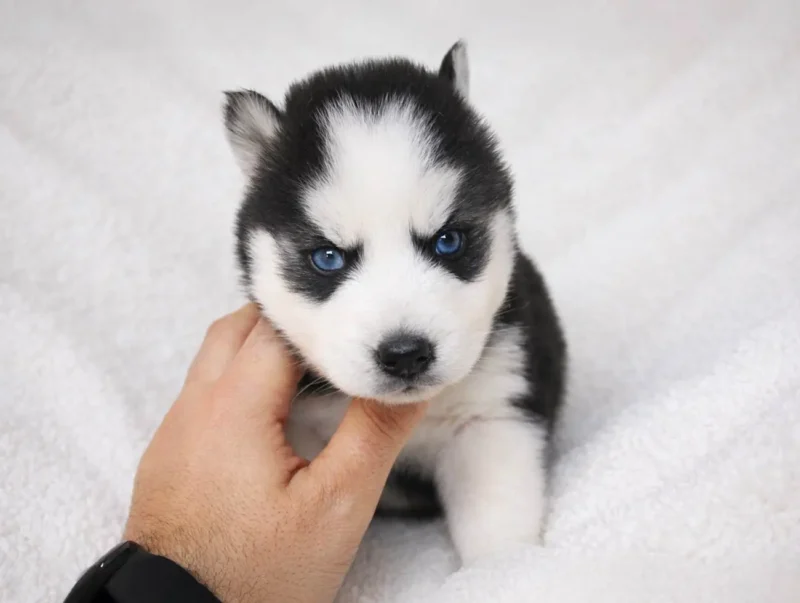 Husky Ecko2