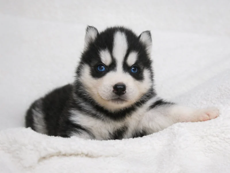 Husky Henry1