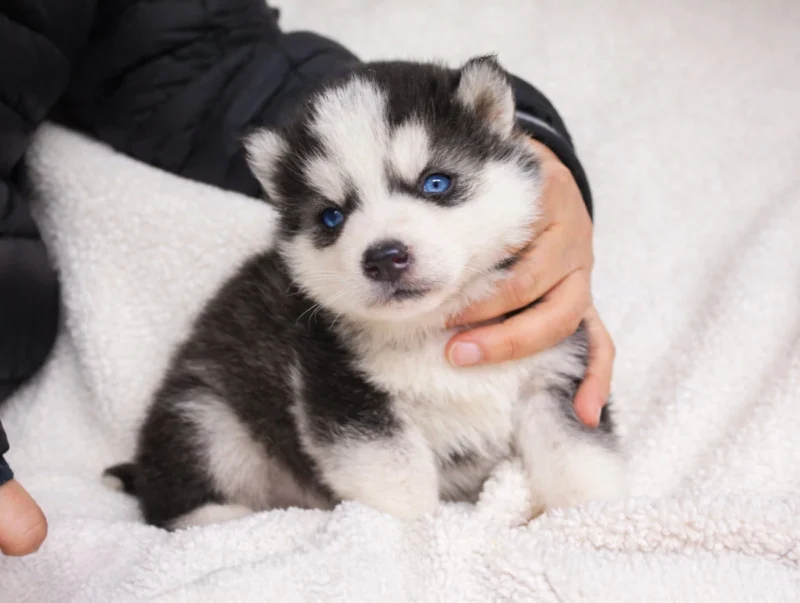 Husky Kent1