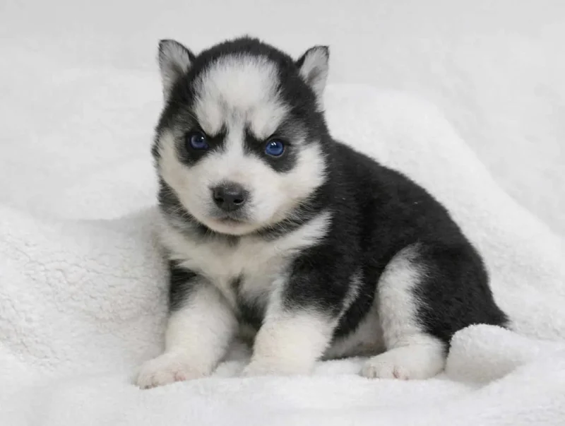 Husky Nancy2
