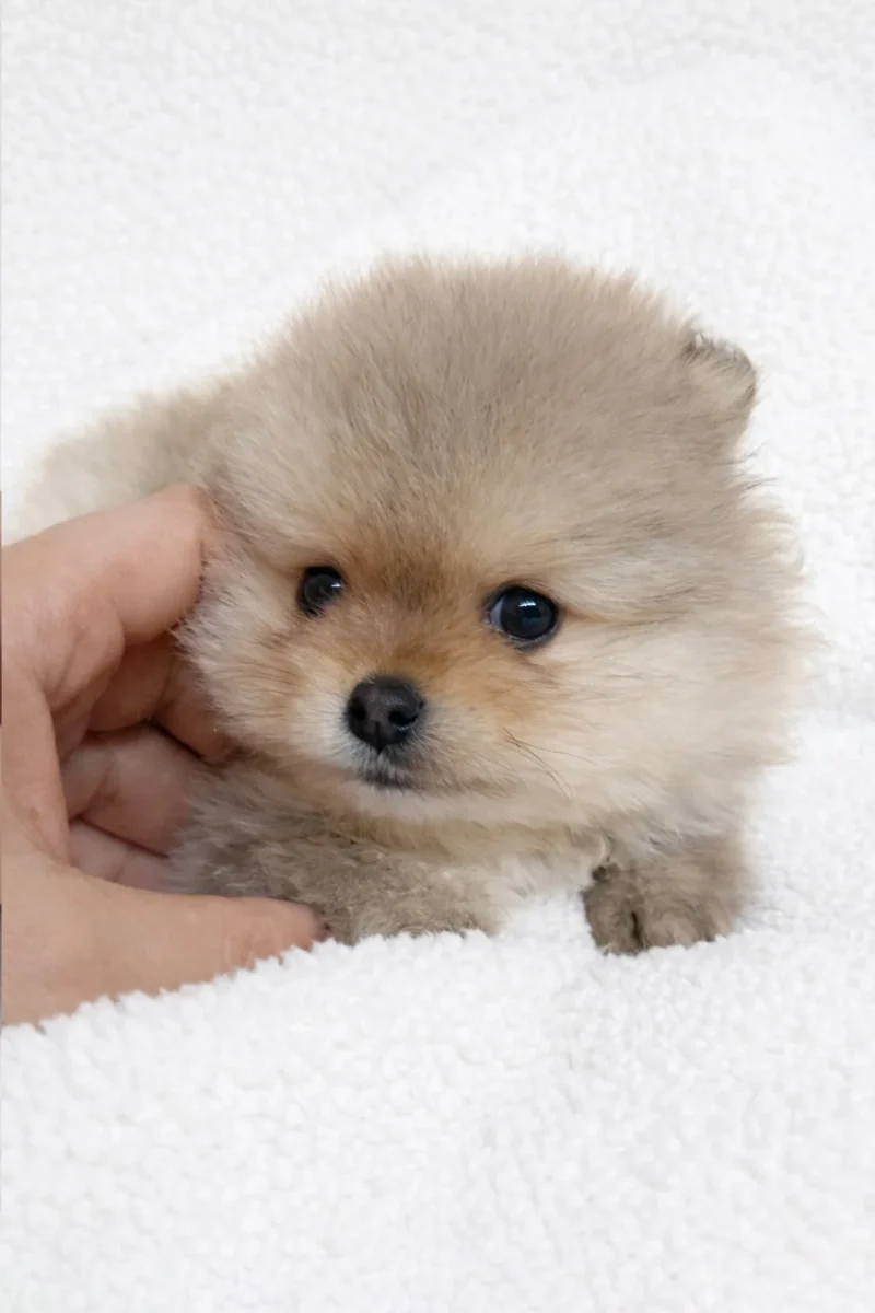 Pomerania Tiffany3
