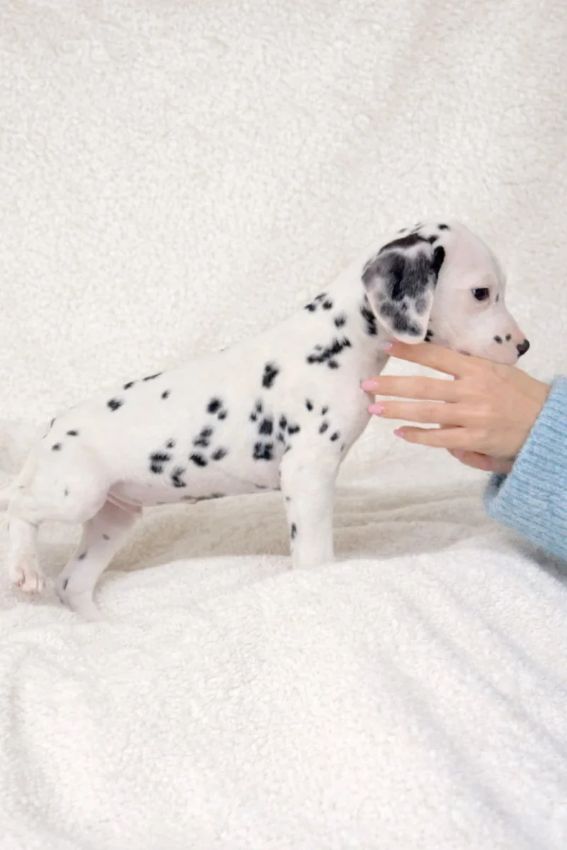 Dalmata Theo4