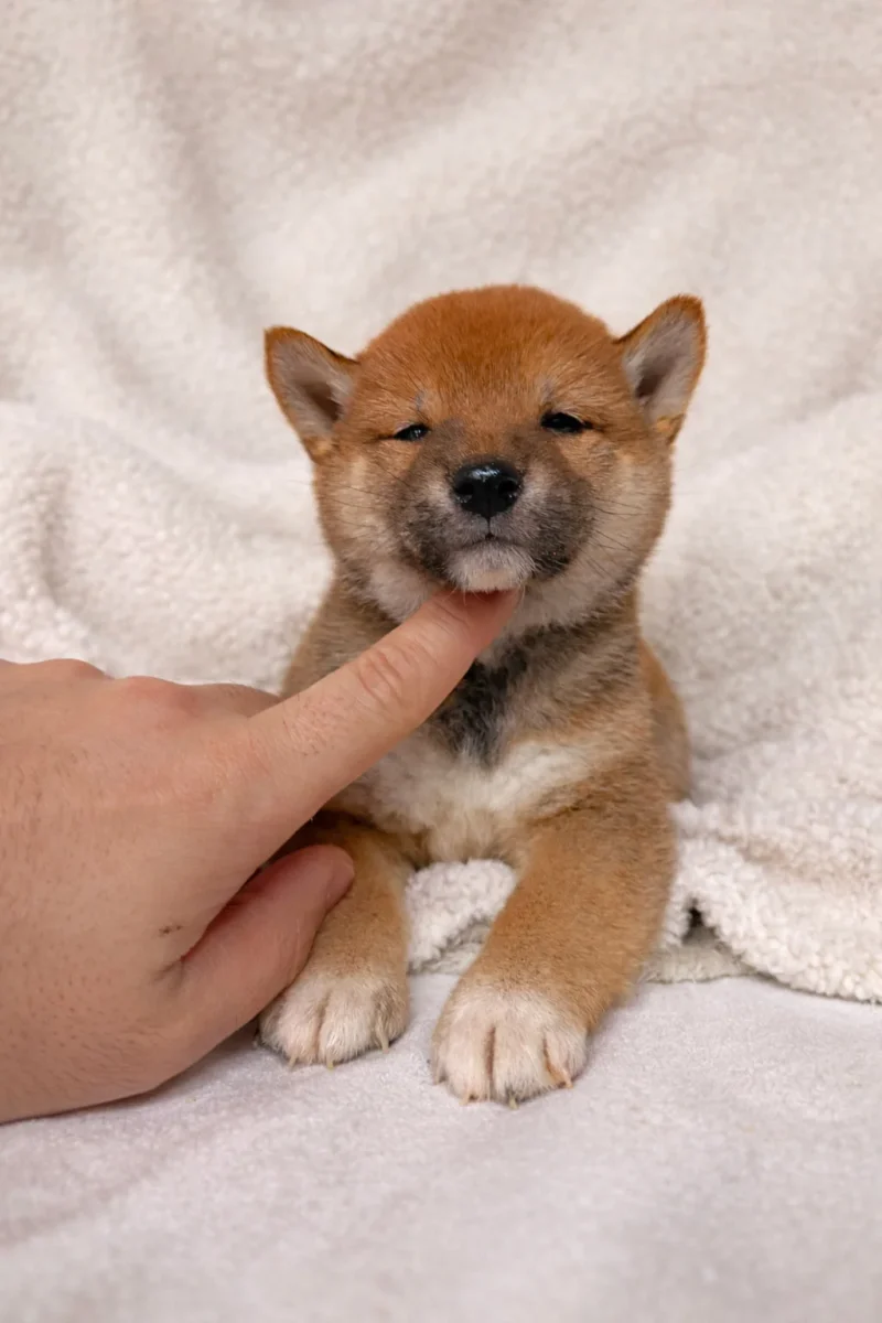 Shiba Inu Dolly2