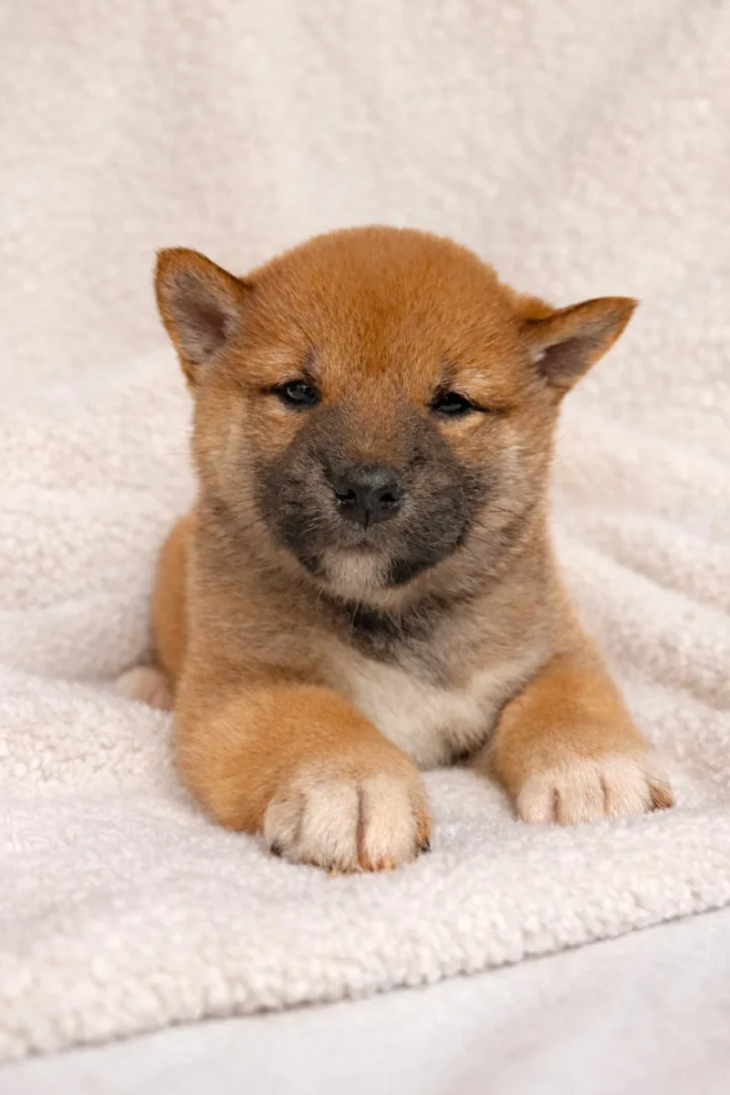 Shiba Inu Julius2