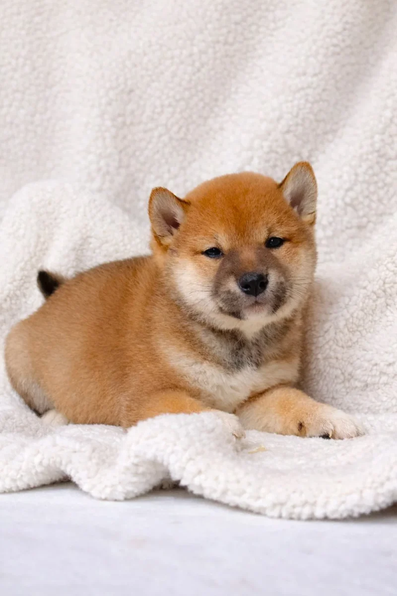 Shiba Inu Meysi1
