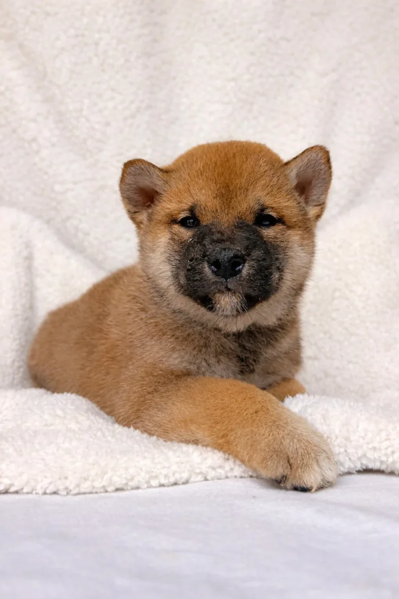 Shiba Inu Roger1