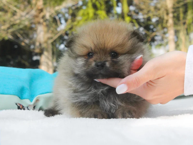 Pomerania Mirtillo1