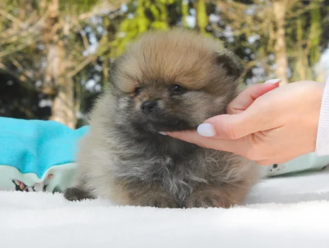 Pomerania Mirtillo2