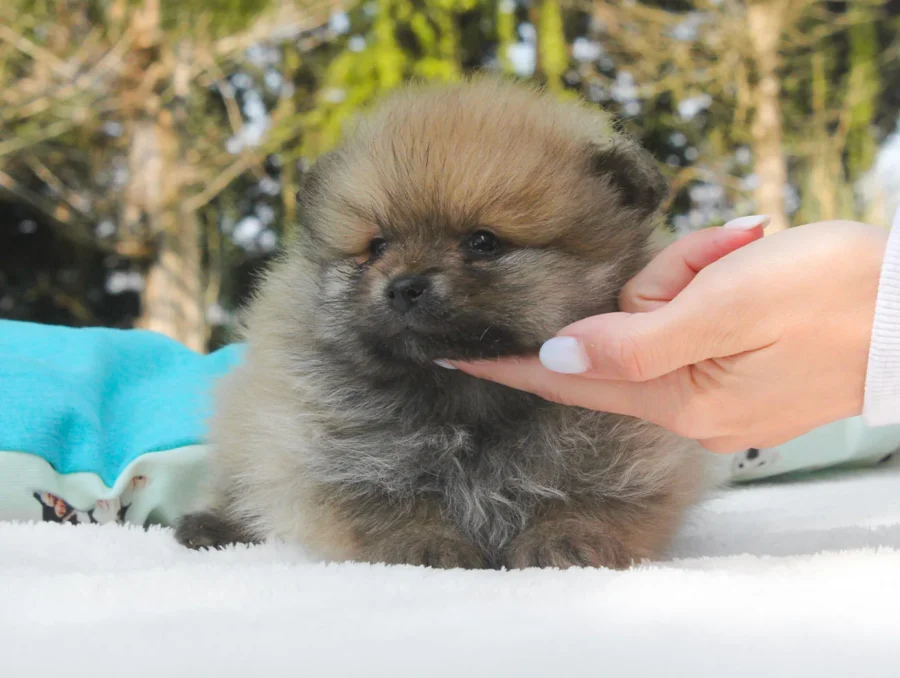Pomerania Mirtillo2