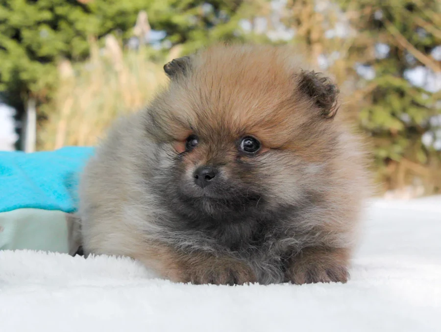 Pomerania Mirtillo3