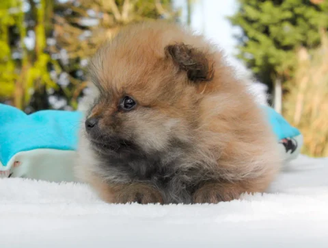 Pomerania Mirtillo4