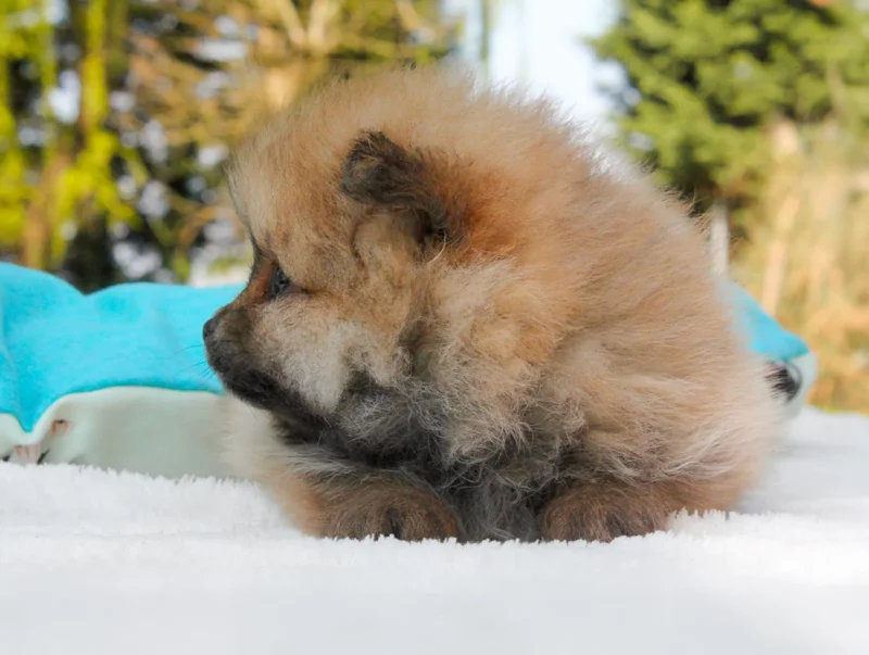 Pomerania Mirtillo5