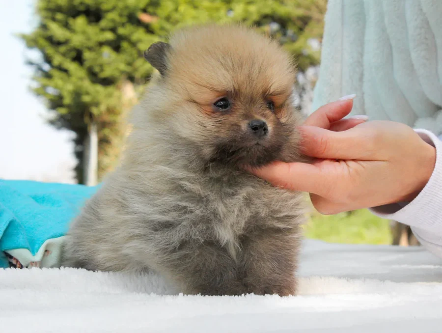 Pomerania Nemo1