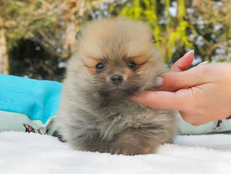 Pomerania Nemo2