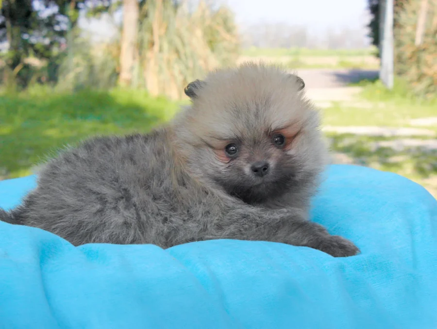 Pomerania Nemo3