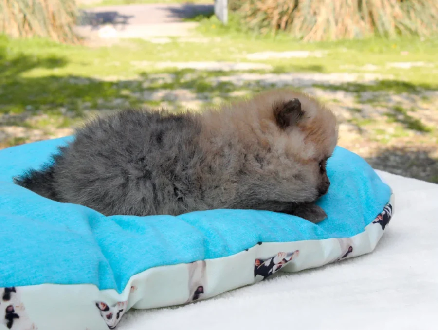 Pomerania Nemo4