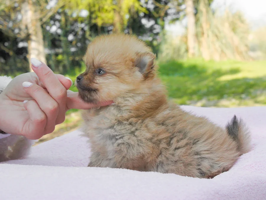 Pomerania Rianna2
