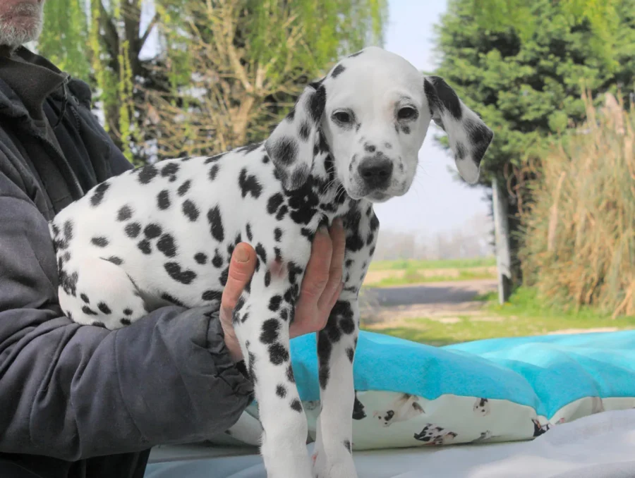 Dalmata Picasso1