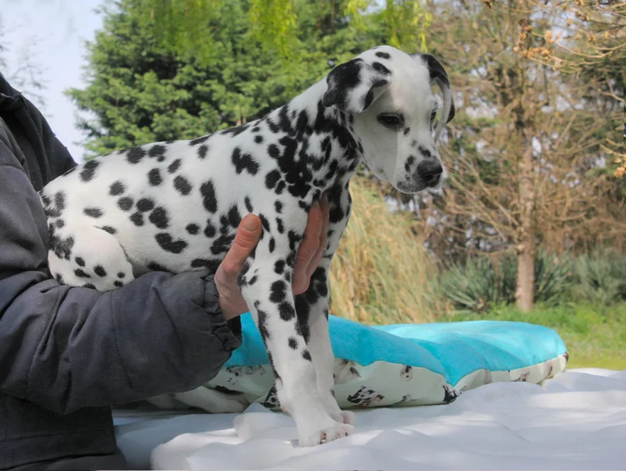 Dalmata Picasso2