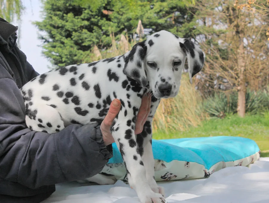 Dalmata Picasso3