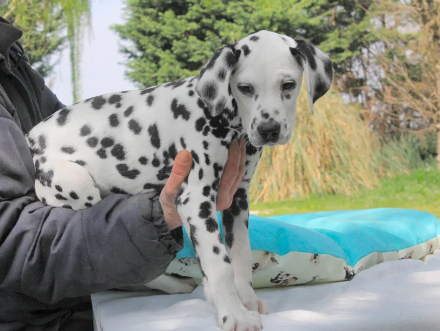 Dalmata Picasso4