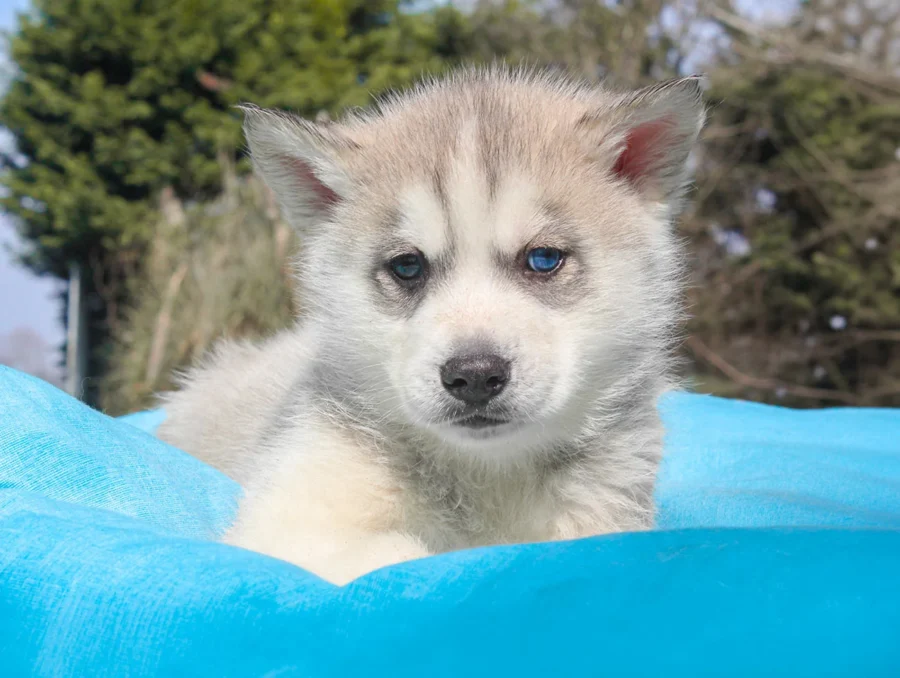 Husky Drax1