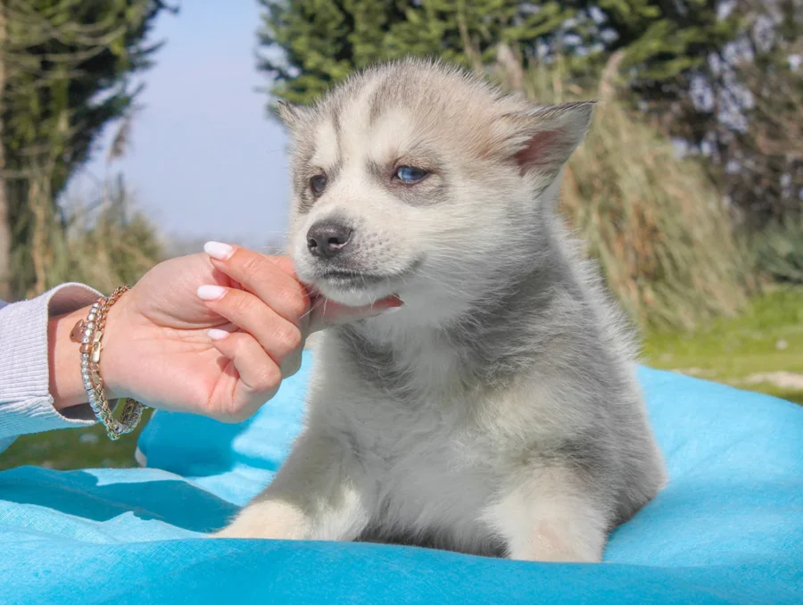 Husky Drax2