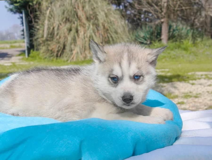 Husky Drax3