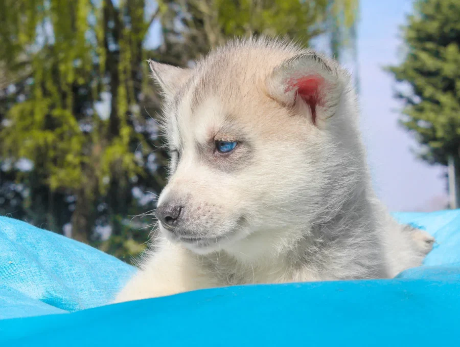 Husky Drax4