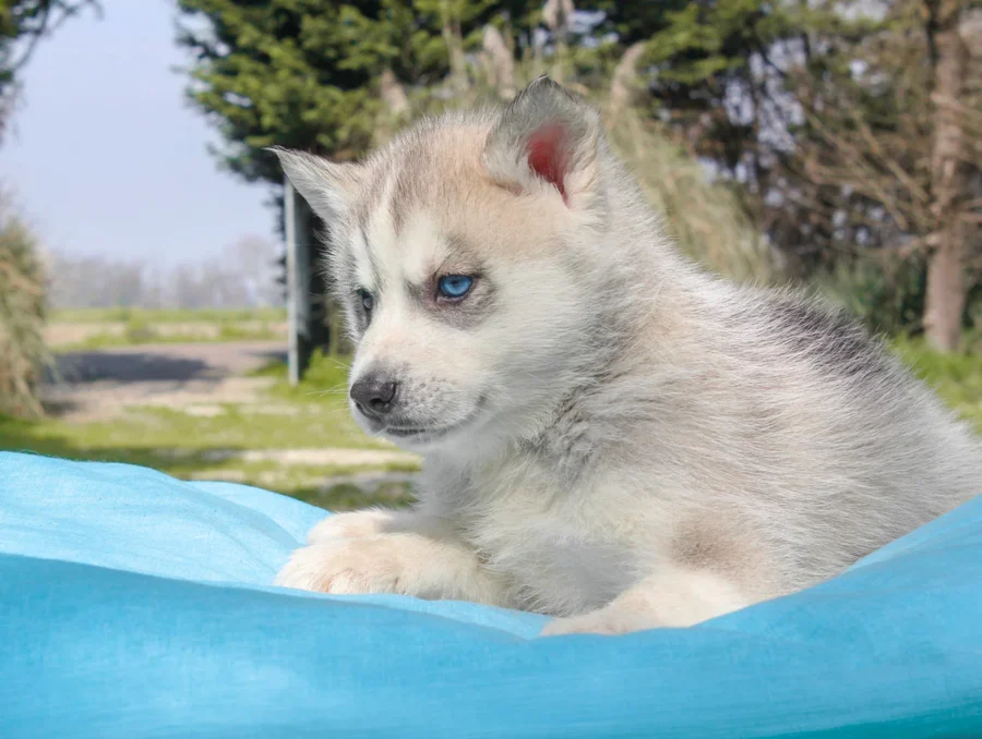 Husky Drax5