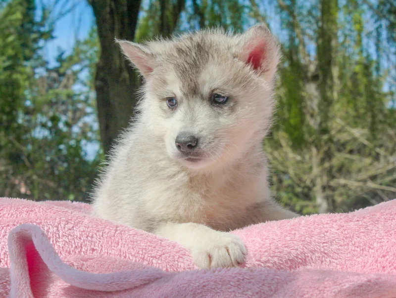 Husky Illy1