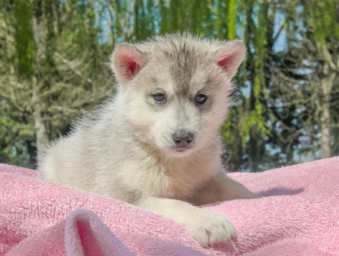 Husky Illy2