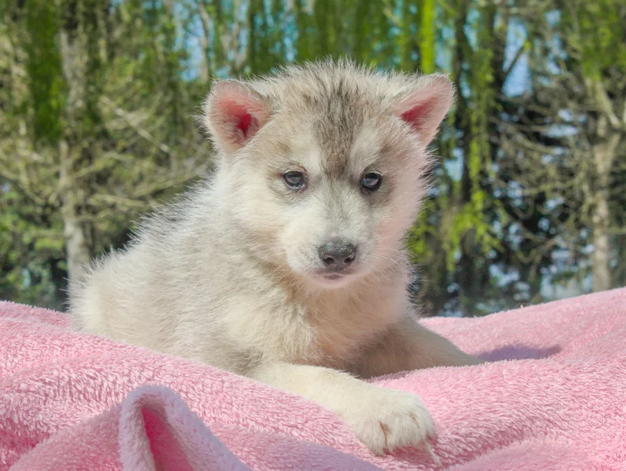 Husky Illy2