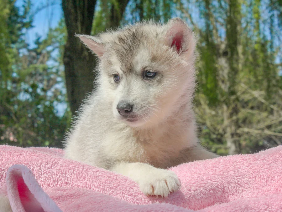 Husky Illy3
