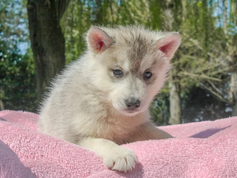 Husky Illy4