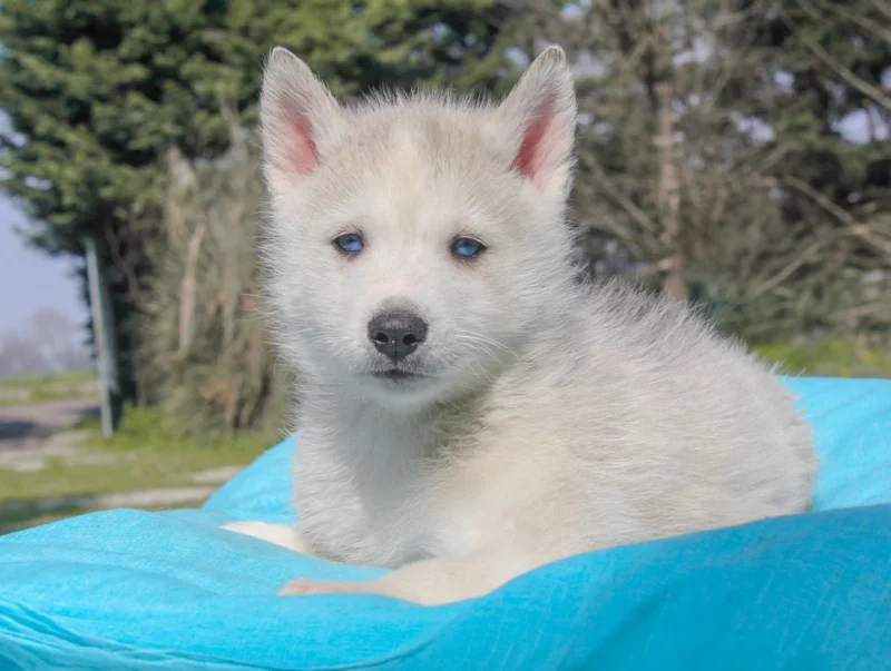 Husky Syrax1