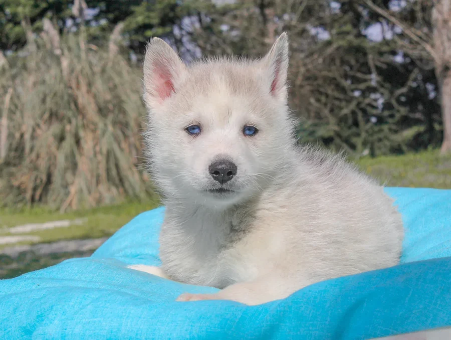 Husky Syrax2